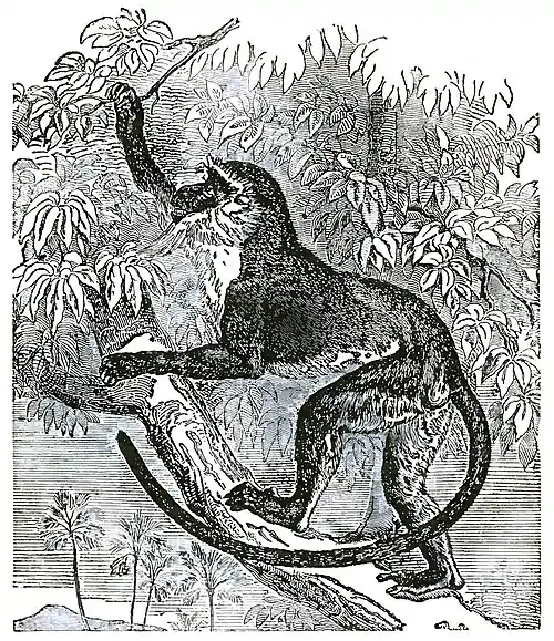 Descent of Man Appleton 1875 Fig 078.jpg