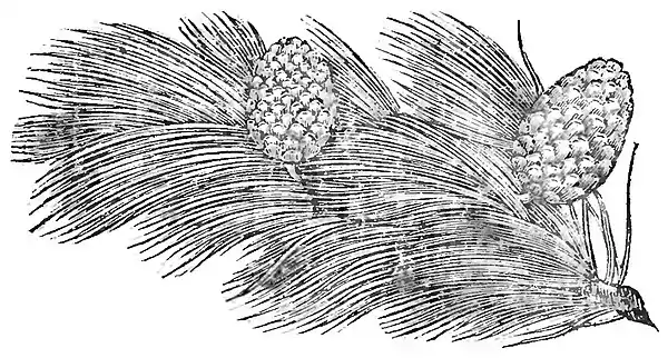 Domestic Encyclopedia 1802 vol1 p143.jpg