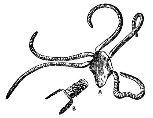 EB1911 - Acanthocephala 1.png