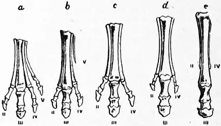 EB1911 - Equidae - Fig. 3.—Successive stages of modification of the left fore-feet of extinct forms of horse-like animals.jpg