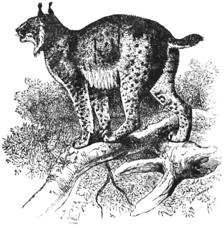 EB1911 - European Lynx.jpg