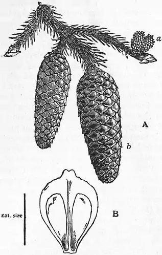 EB1911 - Fir - Fig. 2.jpg
