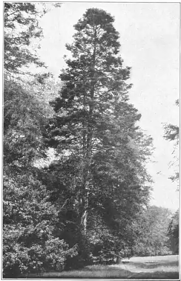 EB1911 - Fir - Plate 1-picA.jpg