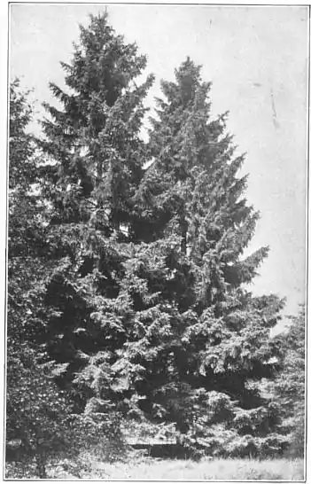 EB1911 - Fir - Plate 1-picB.jpg