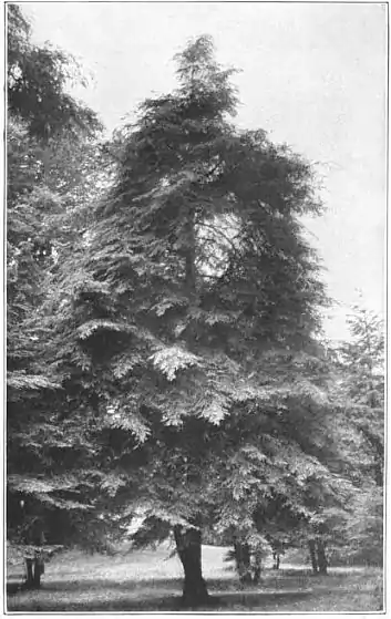 EB1911 - Fir - Plate 1-picC.jpg