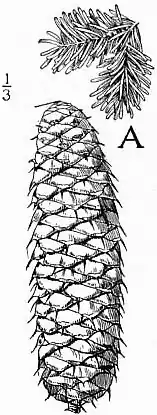 EB1911 - Fir - Plate 1-seedA.jpg