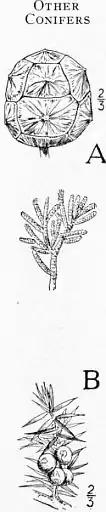 EB1911 - Fir - Plate 2-seedAB.jpg