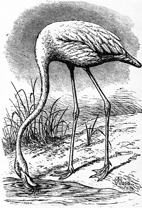 EB1911 - Flamingo.jpg