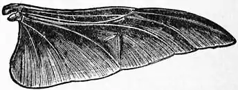 EB1911 - Flight - Fig. 10.jpg