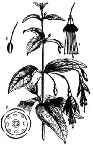 EB1911 - Fuschia.png