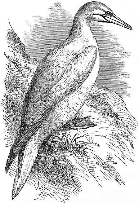 EB1911 - Gannet.jpg