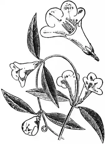 EB1911 - Gelsemium nitidum.jpg