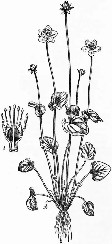 EB1911 - Grass of Parnassus.jpg