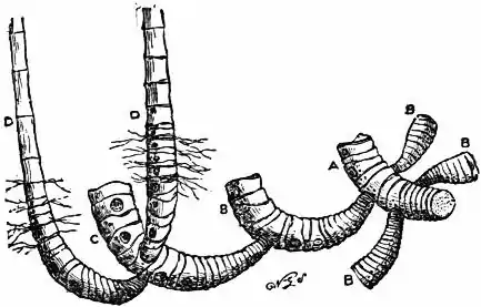 EB1911 - Grasses Fig. 1.jpg