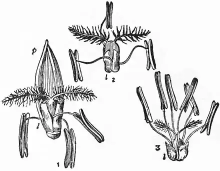 EB1911 - Grasses Fig. 13.jpg