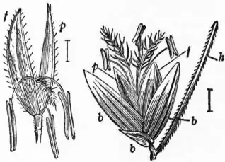 EB1911 - Grasses Fig. 9, 10.jpg