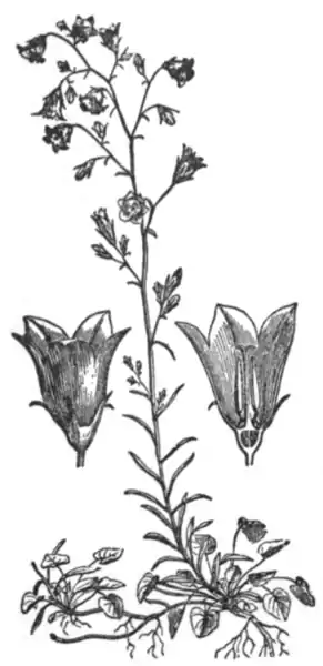 EB1911 - Harebell.png