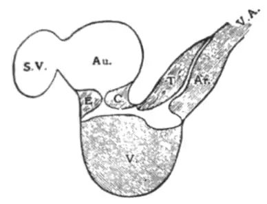 EB1911 - Heart - Formation of Septa.png