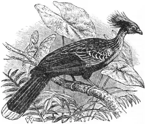 EB1911 - Hoactzin.jpg