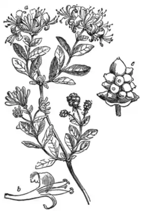 EB1911 - Honeysuckle.png