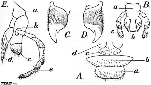 EB1911 - Hymenoptera Fig. 1—Saw-fly (Pachynematus).jpg