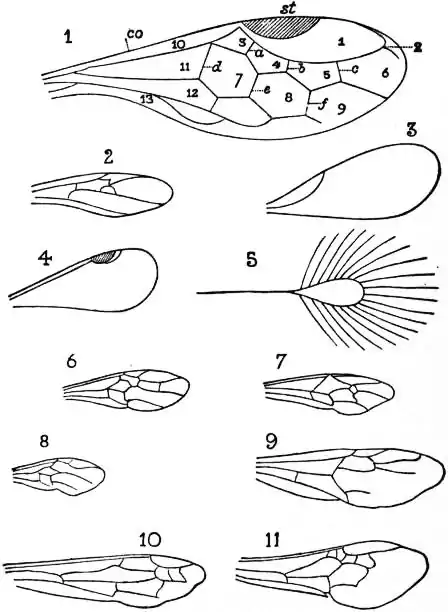 EB1911 - Hymenoptera Fig. 4.—Fore-Wings of Hymenoptera.jpg