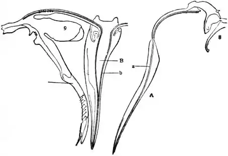 EB1911 - Hymenoptera Fig. 5.—Ovipositor or Sting of Red Ant (Myrmica rubra) Queen.jpg