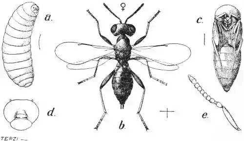 EB1911 - Hymenoptera Fig. 7.—Chalcid (Dibrachys boucheanus), a hyper-parasite.jpg