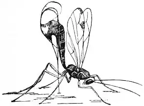 EB1911 - Hymenoptera Fig. 8.—Ichneumon Fly (Rhyssa per-suasoria).jpg