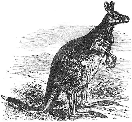 EB1911 - Kangaroo - Fig. 1.—The Great Grey Kangaroo (Macropus giganteus).jpg