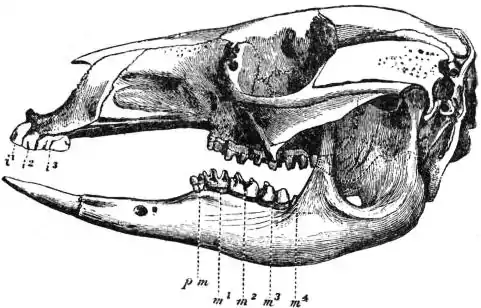 EB1911 - Kangaroo - Fig. 3.—Skull and teeth of Bennett’s Wallaby (Macropus ruficollis bennettii).jpg
