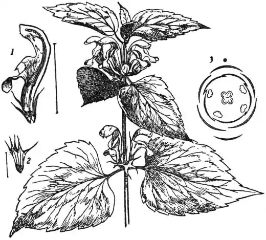 EB1911 - Labiatae - Fig. 1.—Flowering Shoot of Dead-nettle (Lamium album).jpg