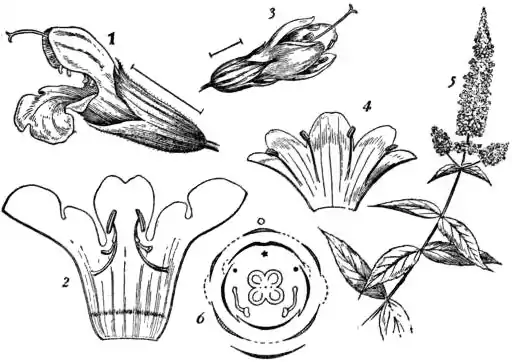 EB1911 - Labiatae - Fig. 2.—1, Flower of Sage (Salvia officinalis).jpg