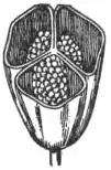 EB1911 - Liliaceae - Fig. 2.—Same cut across showing the three chambers.jpg