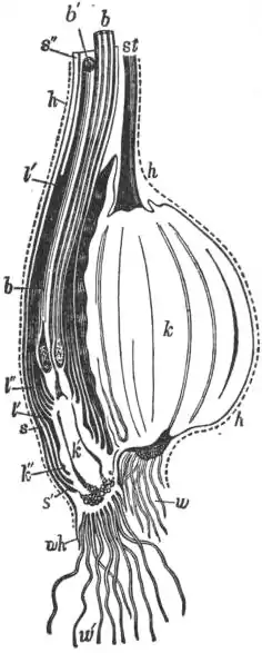 EB1911 - Liliaceae - Fig. 4.—Corm of Colchicum autumnale.jpg
