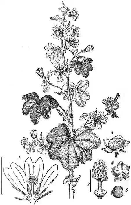 EB1911 - Mallow (Malva sylvestris).jpg