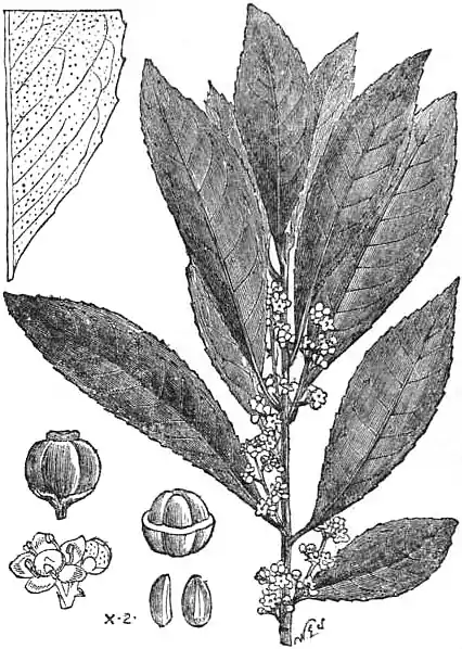 EB1911 - Maté (Ilex paraguariensis).jpg