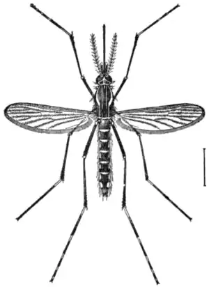 EB1911 - Mosquito - Fig. 2.png
