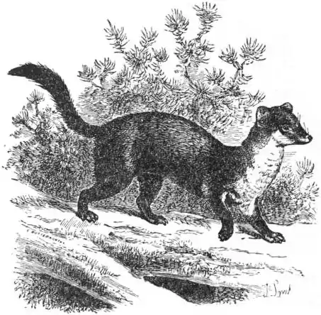 EB1911 - The Pine-Marten (Mustela martes).jpg