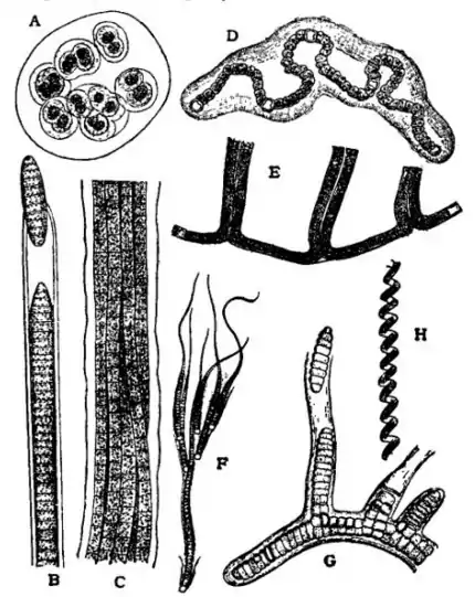 EB1911 Algae - Fig.1 Cyanophyceae.png