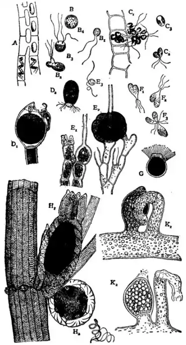 EB1911 Algae - Fig. 3.-Chlorophyceae.png