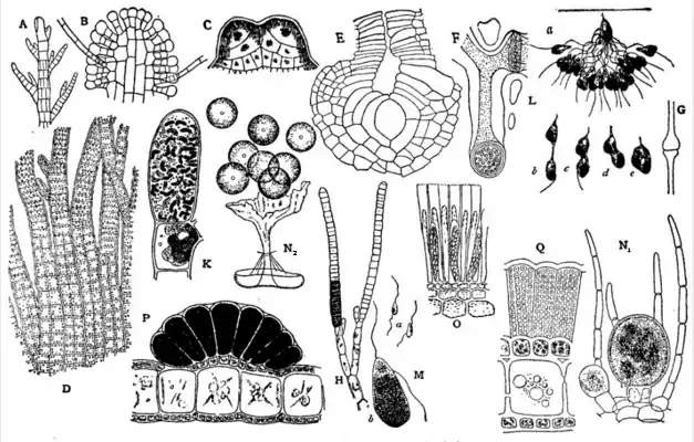 EB1911 Algae - Fig. 4.-Phaeophyceae.png