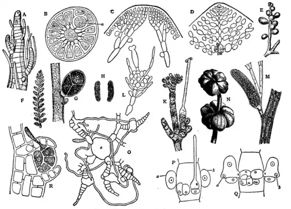 EB1911 Algae - Fig. 5.-Rhodophyceae.png