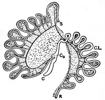EB1911 Alimentary Canal Fig. 6.—Intestinal Tract of Macropus bennetti.jpg