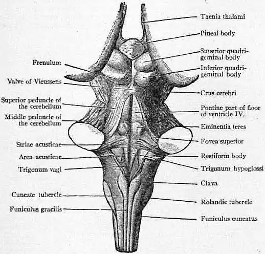 EB1911 Brain Fig. 3-Back View of the Medulla, Pons.jpg