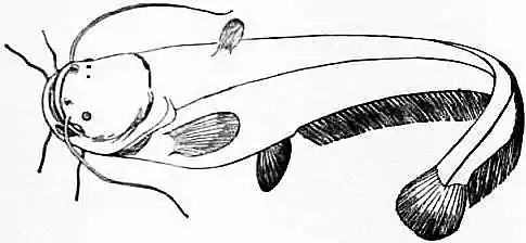 EB1911 Cat-fish Fig. 1 The 'Wels' (Siluris glanis).jpg