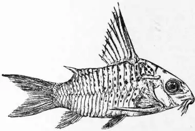 EB1911 Cat-fish Fig. 4.—Callichthys armatus.jpg