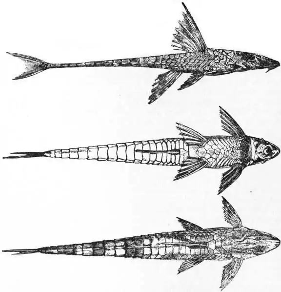 EB1911 Cat-fish Fig. 5.—Loricaria lanceolata.jpg
