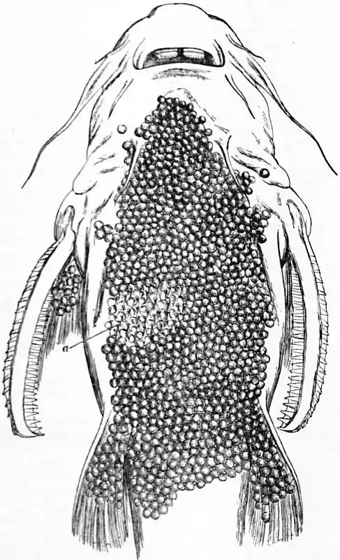 EB1911 Cat-fish Fig. 6.—Abdomen of Aspredo batrachus.jpg