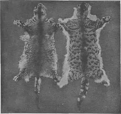 EB1911 Cat - Fig. 2.—SKINS OF THE STRIPED DOMESTIC CAT.jpg